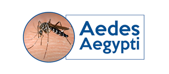 Aedes Aegypti2